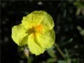 Helianthemum jonium